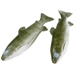 DecoWoerner Decoración De Verano|Pescados Y Mariscos>Maniquí Trucha, Pack De 2 Piezas