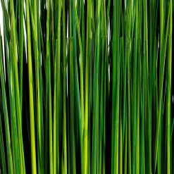 DecoWoerner Hierba Decorativa><noscript><img width=