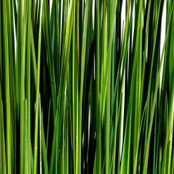 DecoWoerner Hierba Decorativa><noscript><img width=