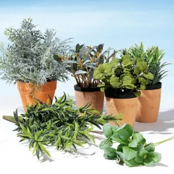 DecoWoerner Plantas De Interior|Verduras Y Hierbas><noscript><img width=