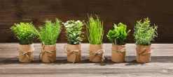 DecoWoerner Plantas De Interior|Verduras Y Hierbas>Mini Hierbas En Maceta 6 Piezas 15 Cm