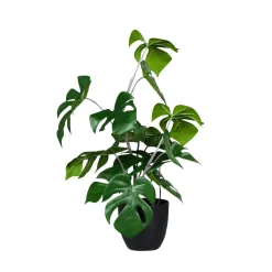 DecoWoerner Plantas Verdes|Plantas De Interior>Monstera En Maceta Negra