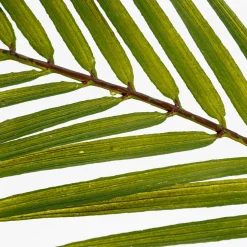 DecoWoerner Ramas Y Ramitas>Palmera Artificial Frondas De Palmera 80 Cm