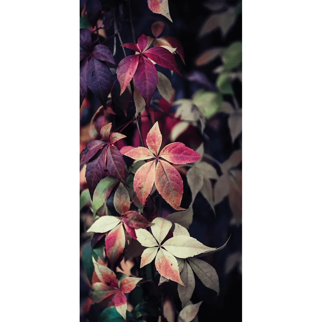DecoWoerner Decoración De Otoño|Pancartas De Otoño>Pancarta De Tela Ignífuga "hojas De Vid Rojas" De Tela De Bandera 100 X 200 Cm