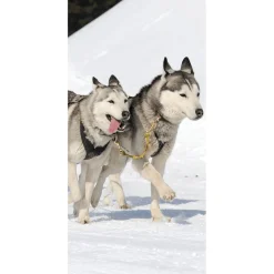 DecoWoerner Decoración De Invierno|Pancartas De Navidad E Invierno>Pancarta De Tela Ignífuga "Carreras De Huskies" De Tela De Bandera 100 X 200 Cm