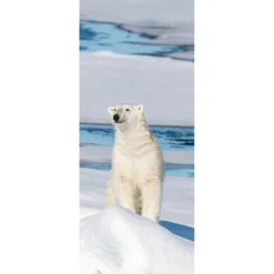 DecoWoerner Decoración De Invierno|Pancartas De Navidad E Invierno>Pancarta De Tela Ignífuga "Oso Polar" De Tela De Bandera 75 X 180 Cm