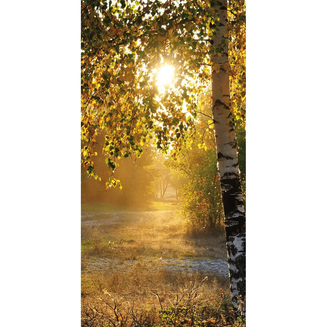 DecoWoerner Decoración De Otoño|Pancartas De Otoño>Pancarta De Tela Ignífuga "Abedules De Otoño" De Tela De Bandera 100 X 200 Cm
