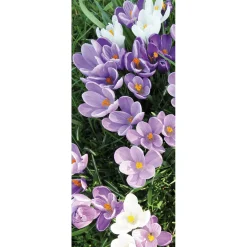 DecoWoerner Decoración De Primavera|Pancartas De Primavera>Pancarta De Tela Ignífuga Blanca Y Púrpura De Azafranes 75 X 180 Cm