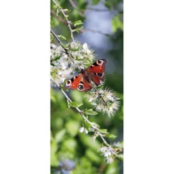 DecoWoerner Decoración De Verano|Decoración De Primavera>Pancarta De Tela Ignífuga "ojo De Pavo Real Mariposa Roja" De Tela De Bandera 75 X 180 Cm