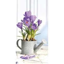 DecoWoerner Decoración De Pascua|Decoración De Primavera>Pancarta De Tela Ignífuga "azafranes Morados En La Regadera" De Tela De Bandera 100 X 200 Cm