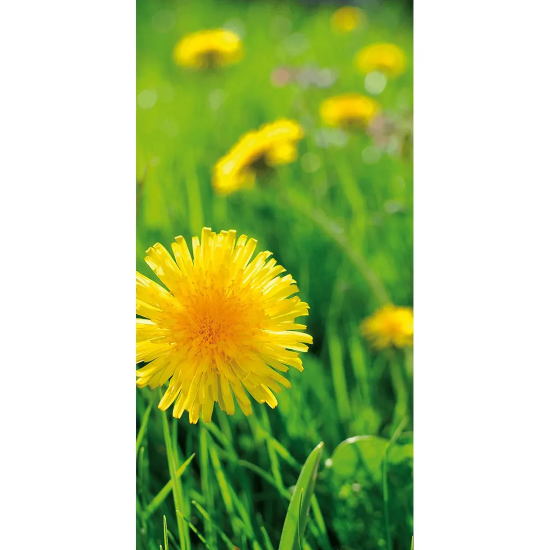 DecoWoerner Decoración De Verano|Decoración De Primavera>Pancarta De Tela Ignífuga "diente De León " De Tela De Bandera 100 X 200 Cm