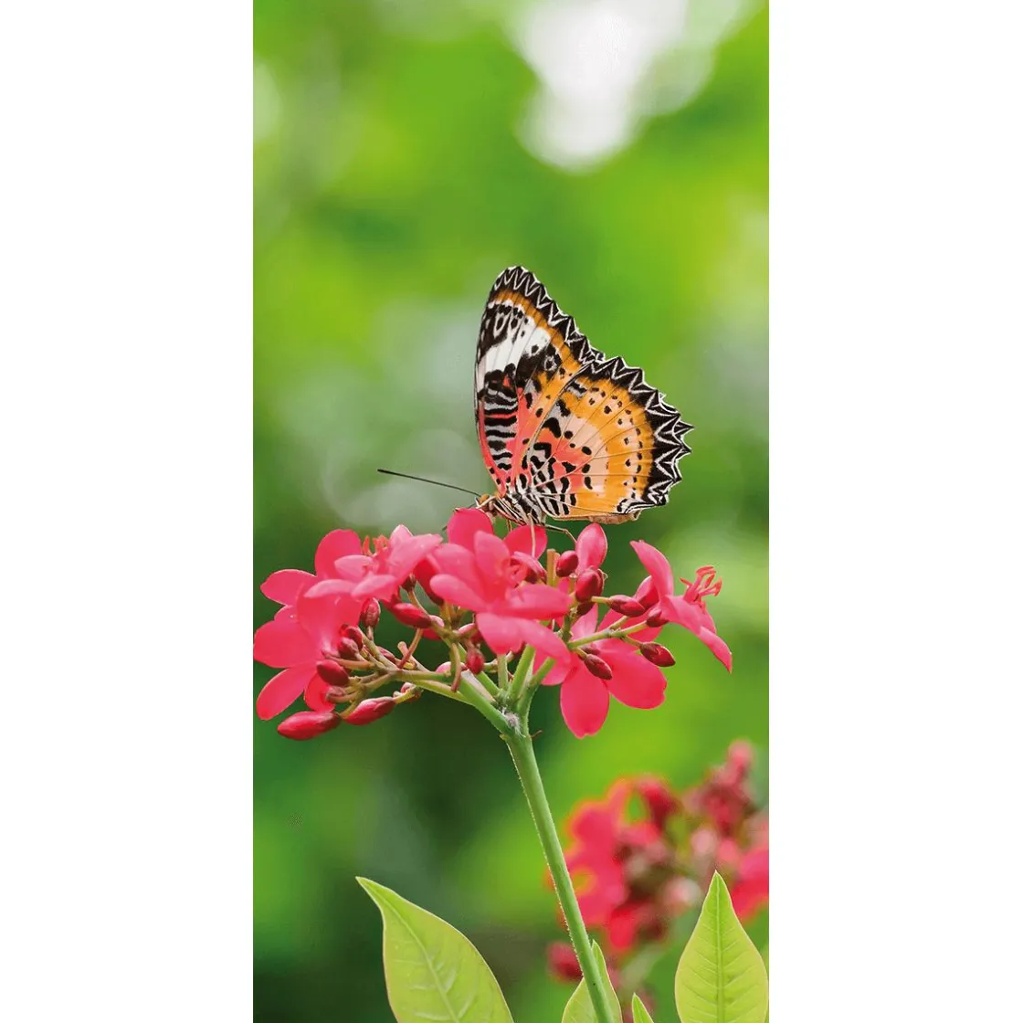 DecoWoerner Decoración De Verano|Decoración De Primavera>Pancarta De Tela Ignífuga "Mariposa Sobre Flor Roja" En Tela De Pancarta 100 X 200 Cm