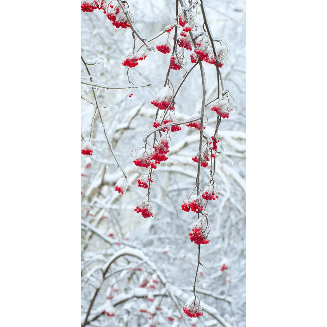 DecoWoerner Pancartas De Navidad E Invierno>Pancarta De Tela Ignífuga "Bayas De Invierno" De Tela De Bandera 100 X 200 Cm
