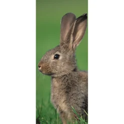 DecoWoerner Decoración De Pascua|Pancartas De Primavera>Pancarta De Tela Retardante De La Llama Tela De Bandera De Conejo De Campo 75 X 180 Cm