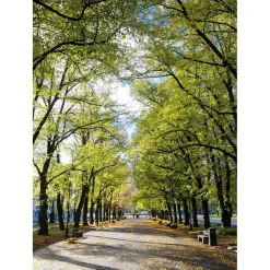 DecoWoerner Bandera Xxl>Pancarta De Tela XL "Avenida En El Parque" De Tela De Bandera Ignífuga 150 X 200 Cm