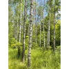 DecoWoerner Bandera Xxl>Pancarta De Tela XL "Bosque De Abedules En Primavera" De Tela De Bandera Ignífuga 150 X 200 Cm