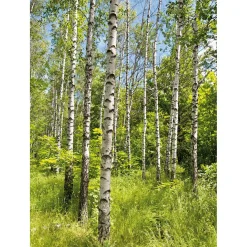 DecoWoerner Bandera Xxl>Pancarta De Tela XL "Bosque De Abedules En Primavera" De Tela De Bandera Ignífuga 150 X 200 Cm