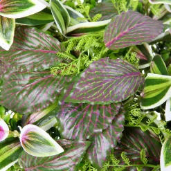 DecoWoerner Decoración De Verano|Paredes De Plantas><noscript><img width=