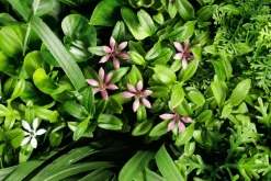 DecoWoerner Decoración De Pascua|Paredes De Plantas><noscript><img width=