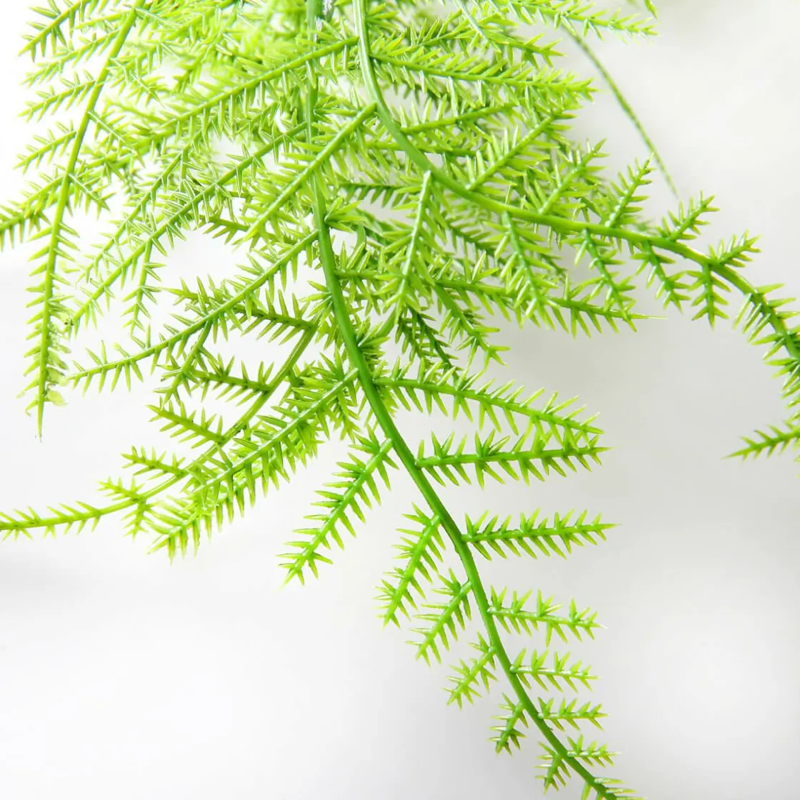 DecoWoerner Plantas Verdes|Plantas Colgantes>Percha Velo Espárrago Ornamental 80 Cm