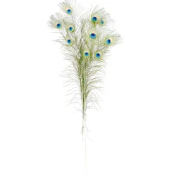 DecoWoerner Decoración Dispersa>Plumas De Pavo Real, 10 Piezas