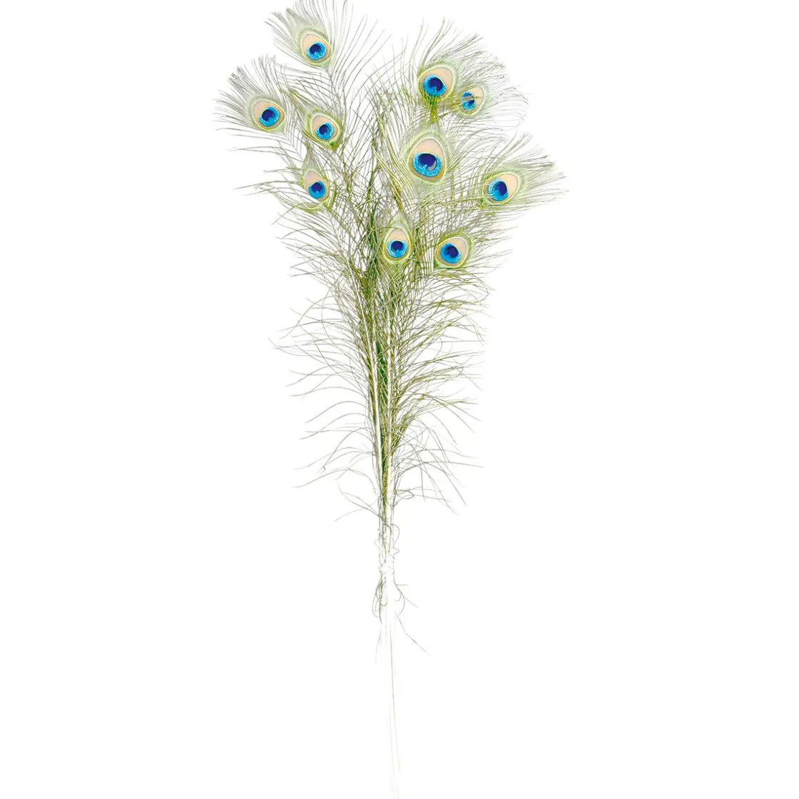 DecoWoerner Decoración Dispersa>Plumas De Pavo Real, 10 Piezas