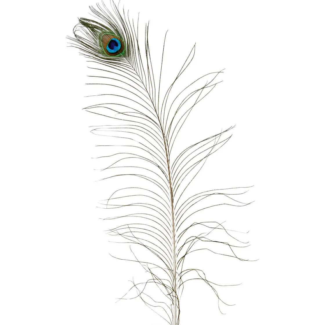 DecoWoerner Decoración Dispersa>Plumas De Pavo Real, 10 Piezas