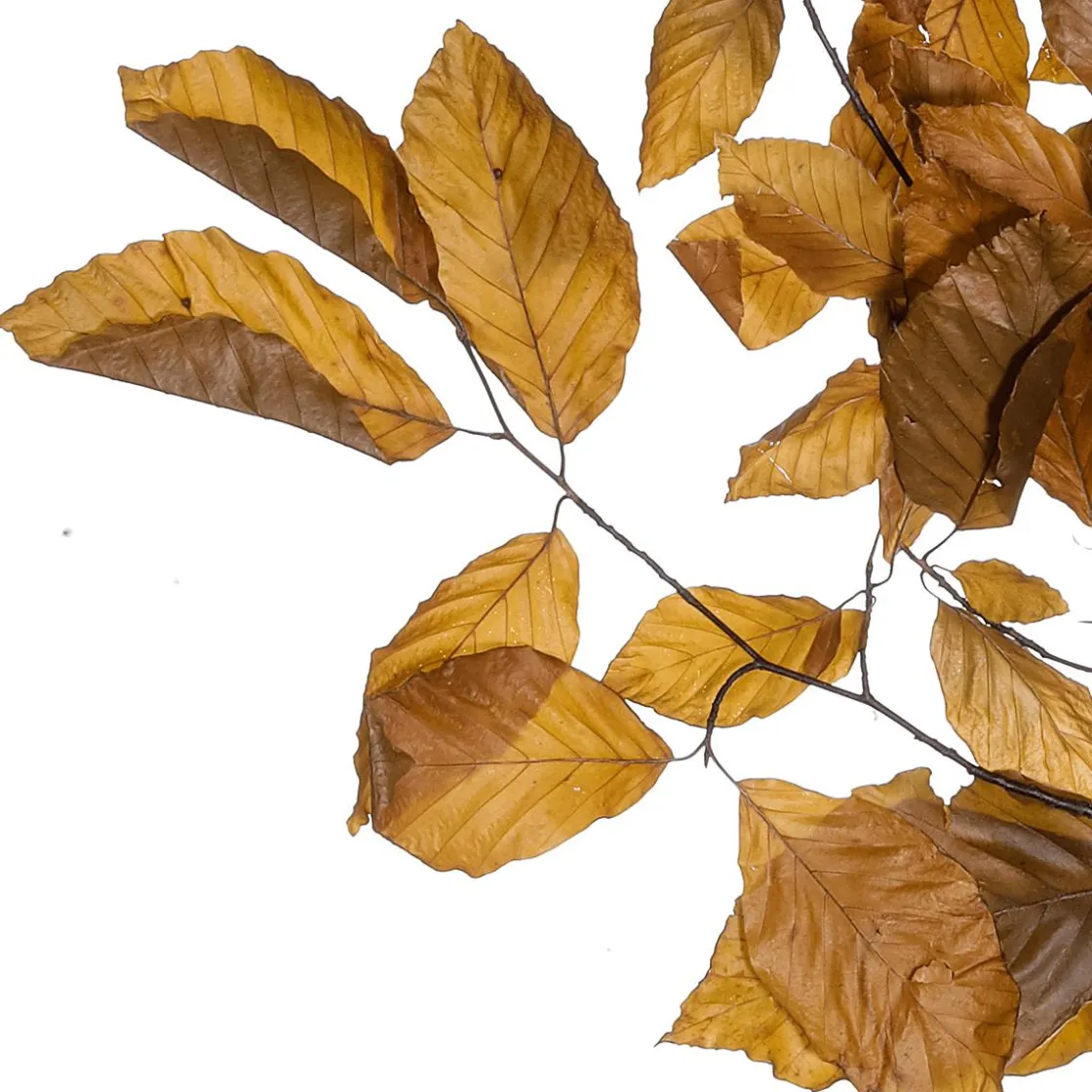 DecoWoerner Decoración De Otoño|Ramas Y Ramitas>Ramitas De Haya Auténticas, Amarillo - Naranja 80 Cm