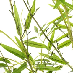 DecoWoerner Plantas Verdes|Plantas De Interior><noscript><img width=