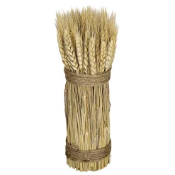 DecoWoerner Decoración De Otoño|Hierba Decorativa>Tallos De Trigo Seco 2-atado 8 X 28 Cm