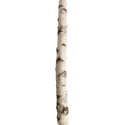 DecoWoerner Decoración Natural>Tronco De Abedul 100 Cm Aprox. 6-10 Cm Ø