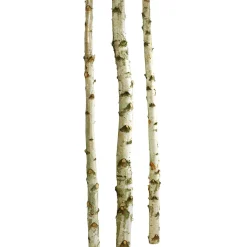 DecoWoerner Decoración Natural|Decoración Temática>Troncos De Abedul Decorativos, 200 Cm, 3 Piezas