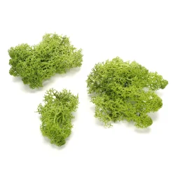 DecoWoerner Decoración Natural|Césped Artificial>Verdadero Musgo Natural 500 G