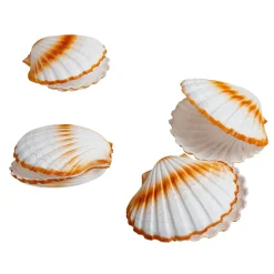DecoWoerner Decoración De Verano>Vieiras Decorativas, Ø 10 Cm