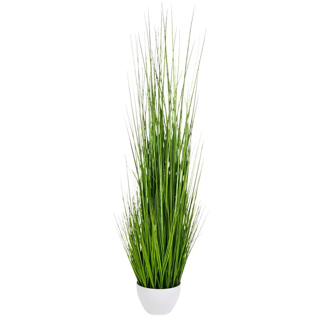 DecoWoerner Plantas De Interior|Hierba Decorativa>XXL Deco Tiger Grass En Maceta Blanca 150 Cm