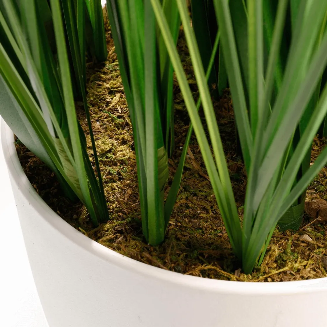 DecoWoerner Plantas De Interior|Hierba Decorativa>XXL Deco Tiger Grass En Maceta Blanca 150 Cm