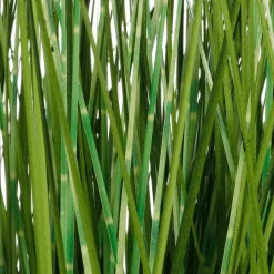 DecoWoerner Plantas De Interior|Hierba Decorativa><noscript><img width=