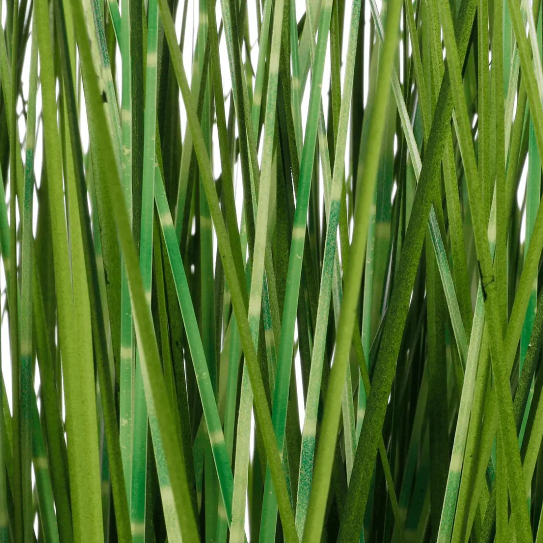 DecoWoerner Plantas De Interior|Hierba Decorativa>XXL Deco Tiger Grass En Maceta Blanca 150 Cm